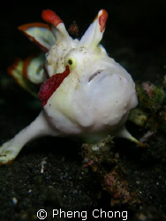 This mugshot of a painted frogfish with attitude! You eit... by Pheng Chong 